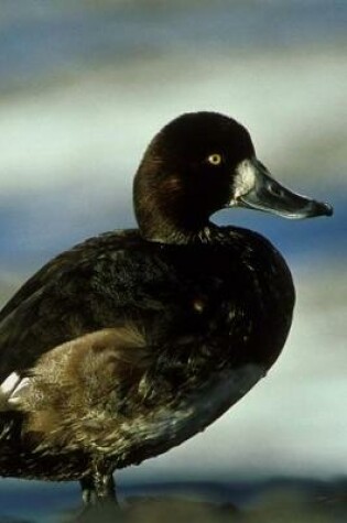 Cover of Greater Scaup Duck Journal (Aythya Marila)