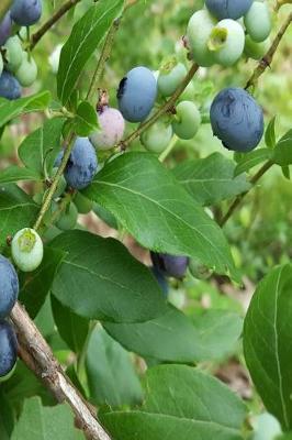 Book cover for Blueberry Bush Journal