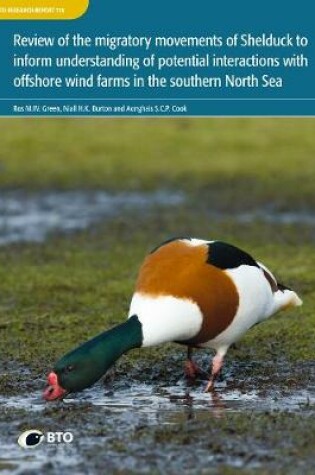 Cover of Review of the migratory movements of Shelduck to inform understanding of potential interactions with offshore wind farms in the southern North Sea.