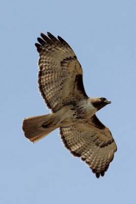 Book cover for Soaring Red Tailed Hawk Bird Journal