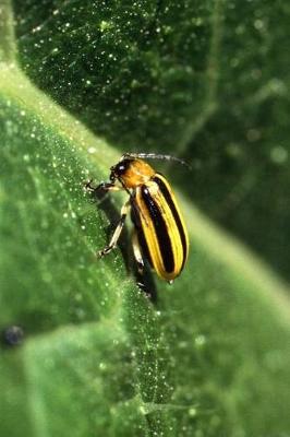 Book cover for Acalymma Vittatum Cucumber Beetle Journal