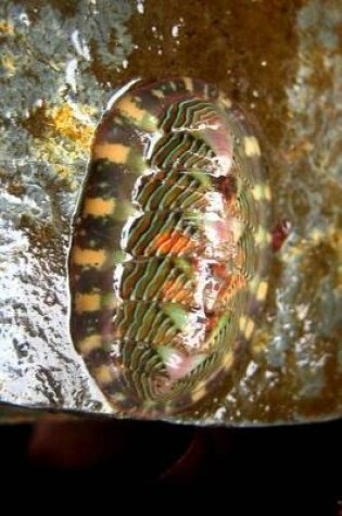 Cover of Lined Chiton Tonicella Lineata in Alaska Journal