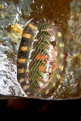 Book cover for Lined Chiton Tonicella Lineata in Alaska Journal