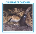 Cover of Culebras de Cascabel