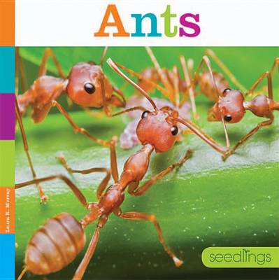 Cover of Ants