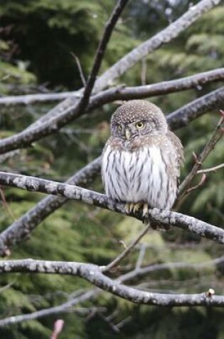 Cover of Pygmy Owl Perched in a Tree Journal