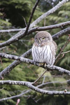 Book cover for Pygmy Owl Perched in a Tree Journal