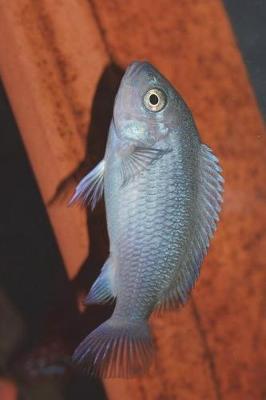 Book cover for Maylandia Callainos Cobalt African Cichlid Journal