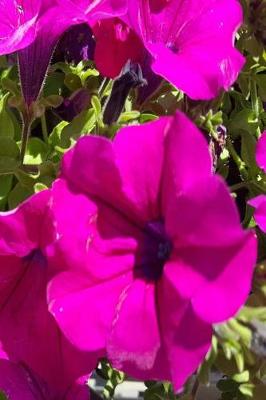 Book cover for Floral Journal Pretty Purple Geraniums