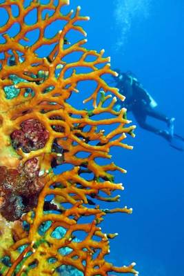 Book cover for An Awesome Coral Reef and Scuba Diver Journal