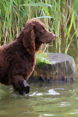 Book cover for American Water Spaniel