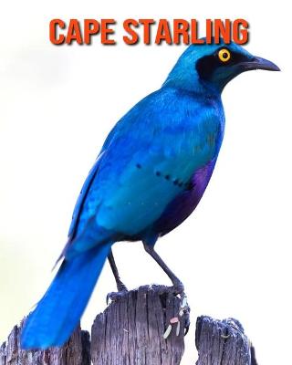 Book cover for Cape Starling