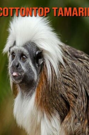 Cover of Cottontop Tamarin