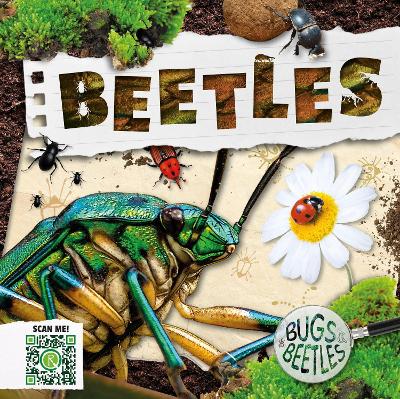 Cover of Beetles