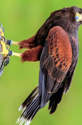 Cover of Harris Hawk Perched on a Pole