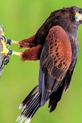 Book cover for Harris Hawk Perched on a Pole