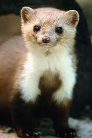 Cover of A Curious Marten Animal Journal