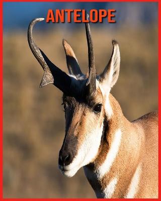 Book cover for Antelope