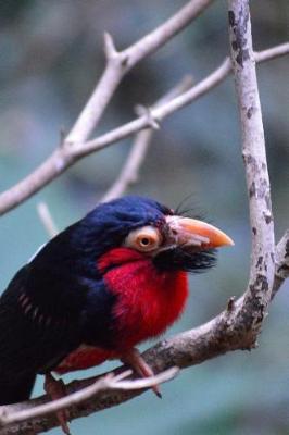 Book cover for African Bearded Barbet in a Tree Journal