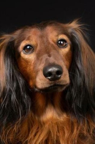 Cover of Long-haired Dachshund Notebook