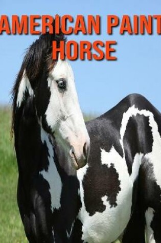 Cover of American Paint Horse