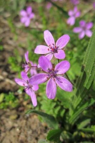 Cover of Erodium Cicutarium Redstem Filaree Flower Blooming