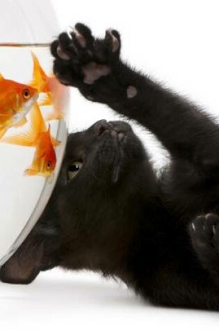 Cover of A Black Kitten Trying to Play with Goldfish