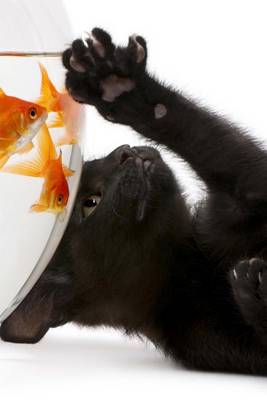 Book cover for A Black Kitten Trying to Play with Goldfish