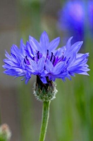 Cover of Cornflower Gardening Journal