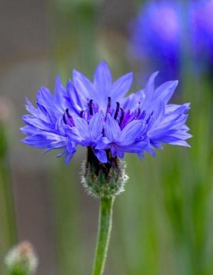 Book cover for Cornflower Gardening Journal