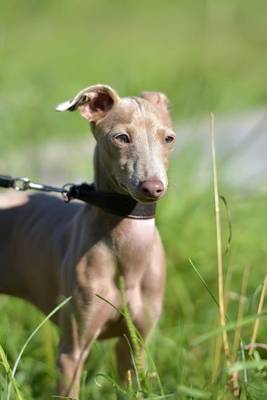 Book cover for The Peruvian Inca Orchid Hairless Dog Journal