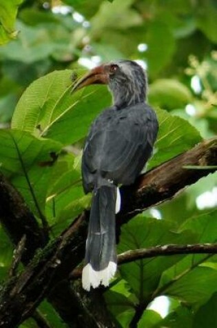 Cover of Malabar Grey Hornbill Bird Journal (Ocyceros Griseus)