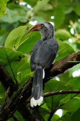 Book cover for Malabar Grey Hornbill Bird Journal (Ocyceros Griseus)