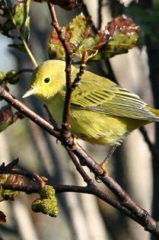 Cover of Yellow Warbler (Dendroica Petechia) Bird Journal