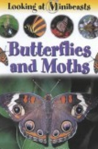 Cover of Butterflies and Moths