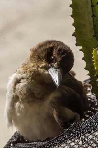 Cover of Pied Butcherbird Animal Journal