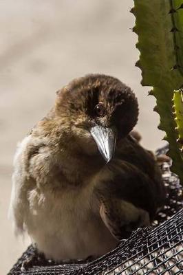 Book cover for Pied Butcherbird Animal Journal