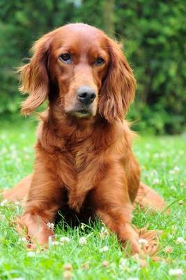 Book cover for An Irish Setter Dog Journal