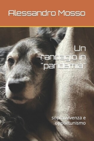 Cover of Un randagio in pandemia