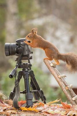 Book cover for Meet Gray Squirrel--Nature Photographer at Work Journal