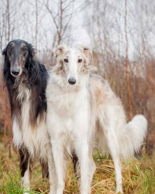 Book cover for Borzoi