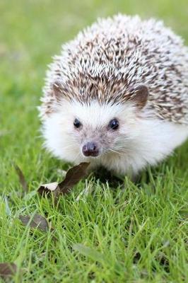 Book cover for A Cute Tan Little Hedgehog in the Grass Journal