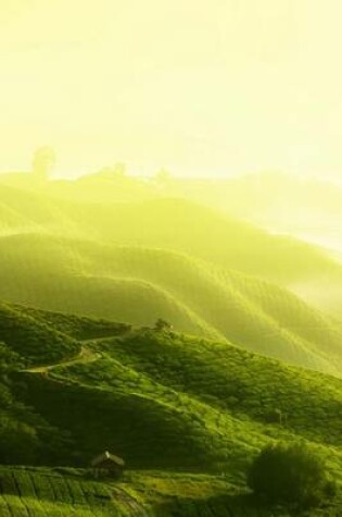 Cover of Tea Plantation in the Fog