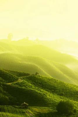 Book cover for Tea Plantation in the Fog