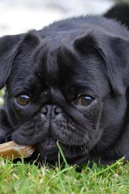 Book cover for Super Cute Pug Puppy in the Grass Journal