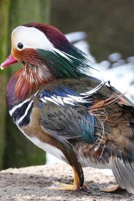 Book cover for Mandarin Duck Staring at the Water Journal