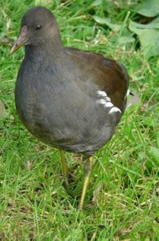 Cover of Common Moorhen (Galinula Chloropus) Bird Journal