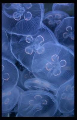 Book cover for Luminescent Jellyfish