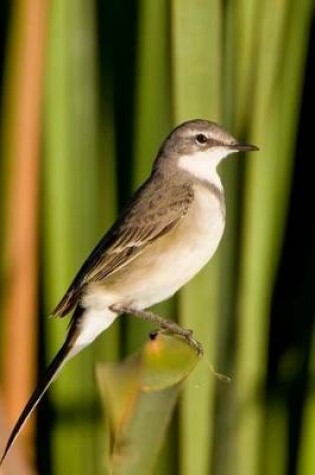 Cover of Wagtail Bird Journal