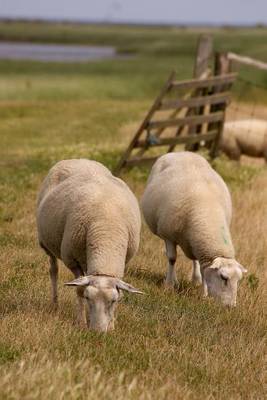 Book cover for Sheep Grazing in a Field Animal Journal